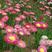 永生菊种子花似蜡染公园景观花海花种子阳台庭院花卉种子