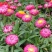 永生菊种子花似蜡染公园景观花海花种子阳台庭院花卉种子