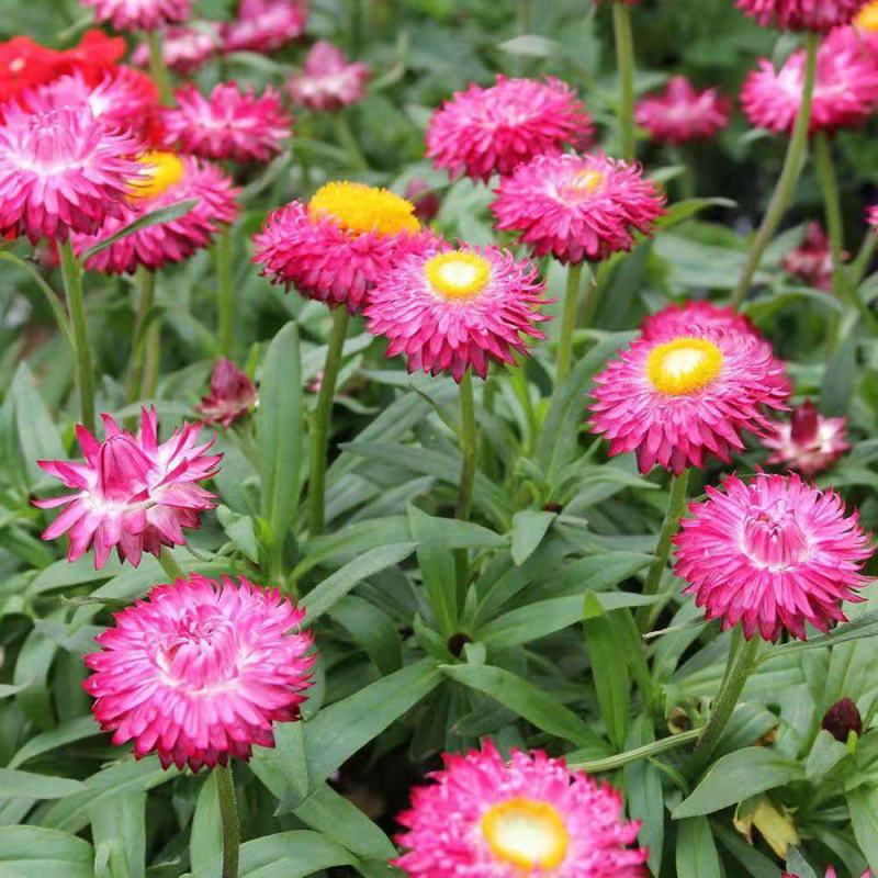 永生菊种子花似蜡染公园景观花海花种子阳台庭院花卉种子