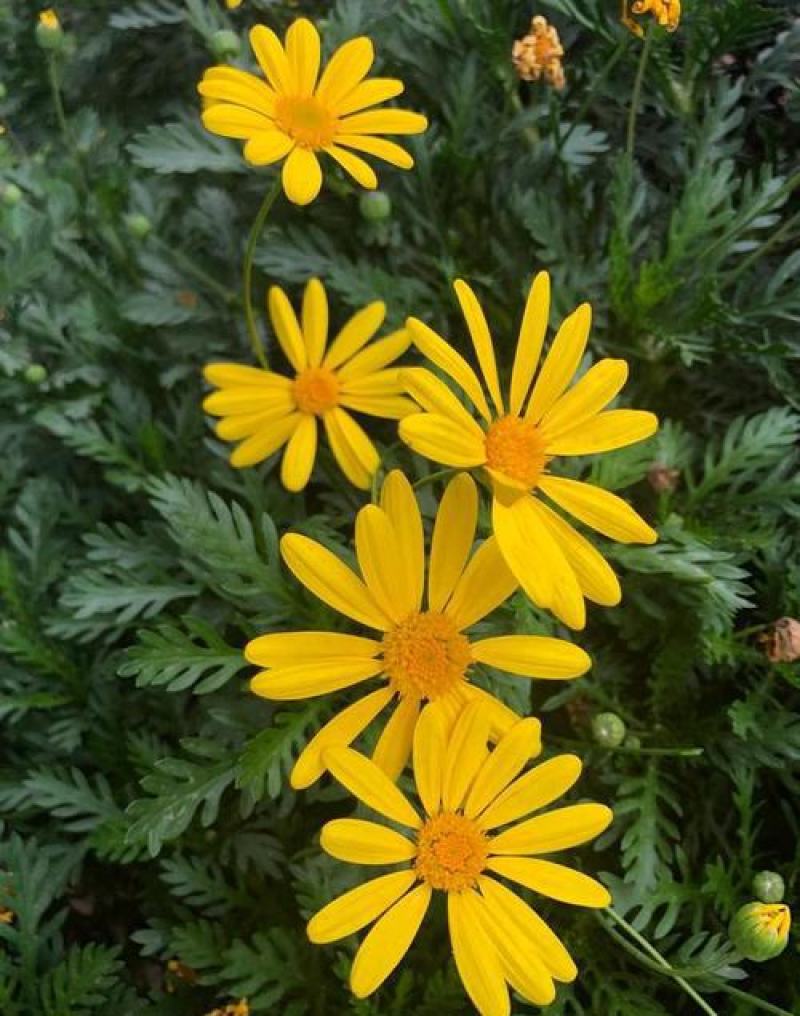 黄金菊种子永生菊多年生花草种子易种花色亮丽花期长