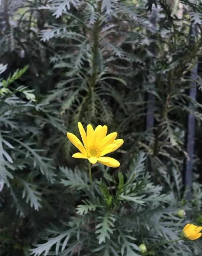 黄金菊种子永生菊多年生花草种子易种花色亮丽花期长