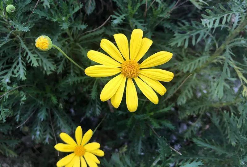 黄金菊种子永生菊多年生花草种子易种花色亮丽花期长