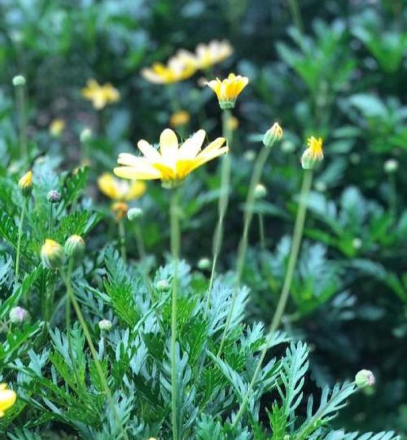 黄金菊种子永生菊多年生花草种子易种花色亮丽花期长