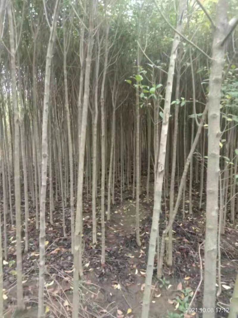 处理