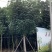 苗木黄槿5-6-7-8-9-10-12-15-18公分