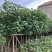 苗木黄槿5-6-7-8-9-10-12-15-18公分