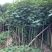 苗木黄槿5-6-7-8-9-10-12-15-18公分