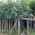 苗木黄槿5-6-7-8-9-10-12-15-18公分