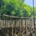 海南红豆苗木供应5-8-10-12-15-18公分