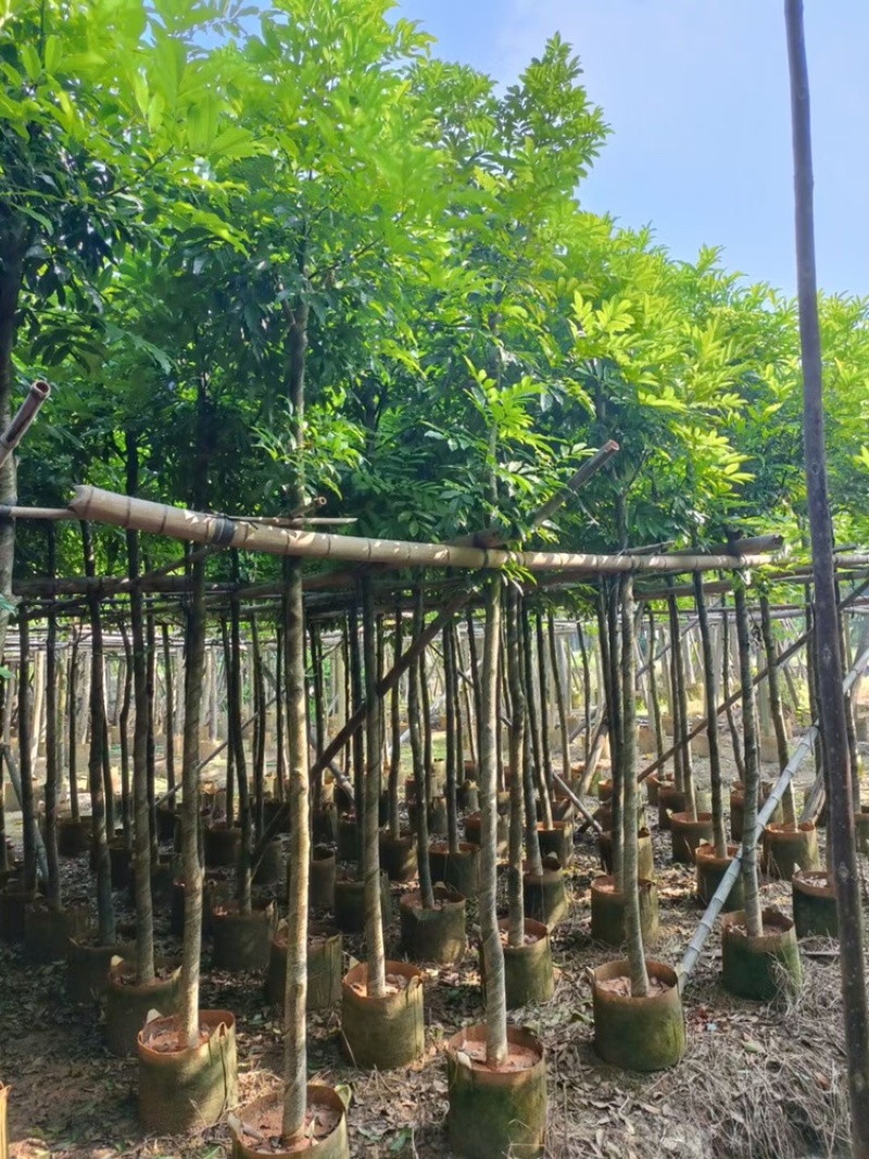 海南红豆苗木供应5-8-10-12-15-18公分