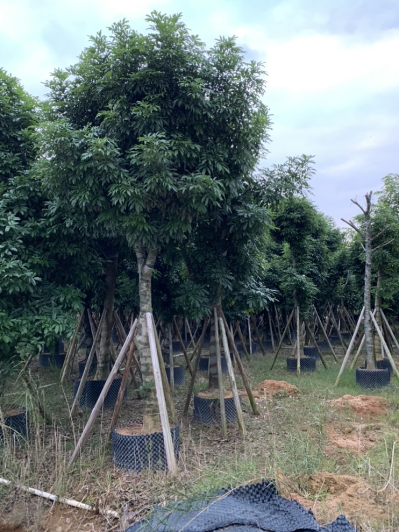 海南红豆苗木供应5-8-10-12-15-18公分
