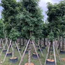 海南红豆苗木供应5-8-10-12-15-18公分