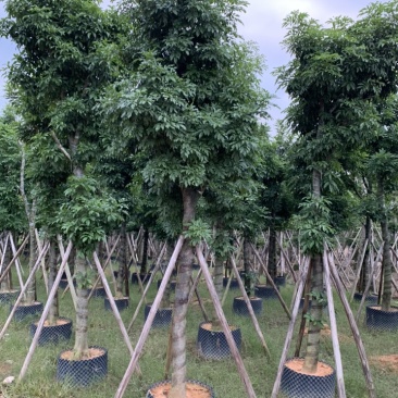 海南红豆苗木供应5-8-10-12-15-18公分