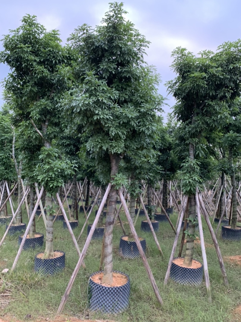 海南红豆苗木供应5-8-10-12-15-18公分