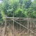 海南红豆苗木供应5-8-10-12-15-18公分