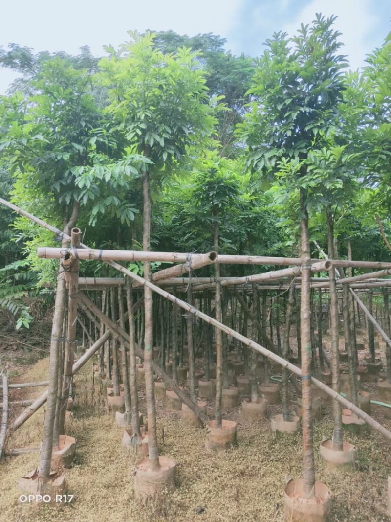 海南红豆苗木供应5-8-10-12-15-18公分