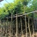 海南红豆苗木供应5-8-10-12-15-18公分