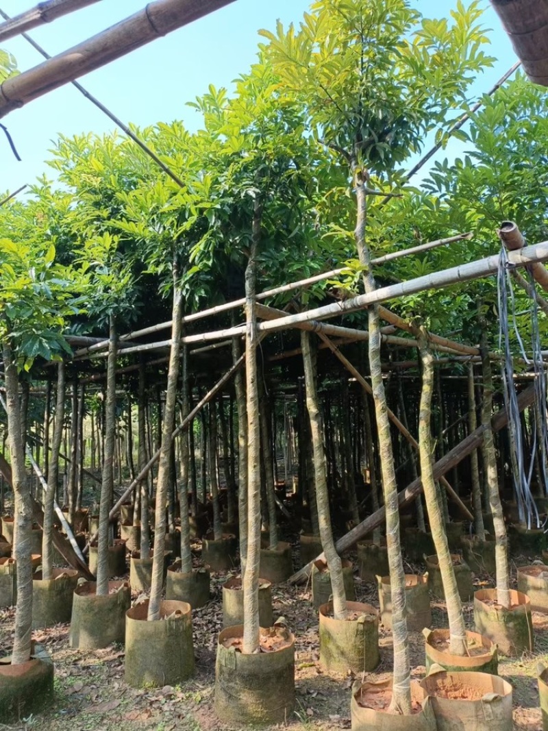 海南红豆苗木供应5-8-10-12-15-18公分