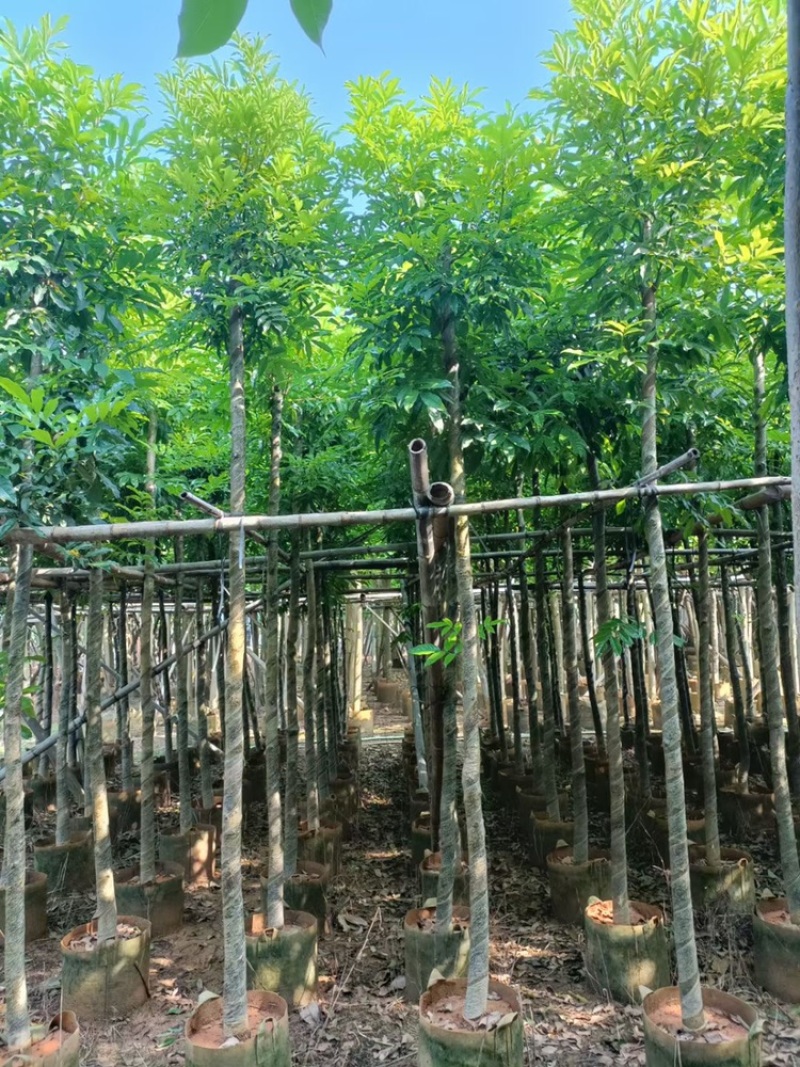海南红豆苗木供应5-8-10-12-15-18公分
