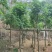 海南红豆苗木供应5-8-10-12-15-18公分
