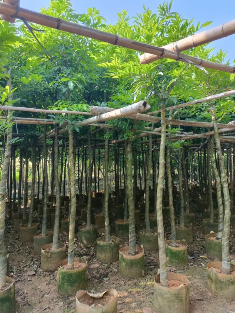 海南红豆苗木供应5-8-10-12-15-18公分