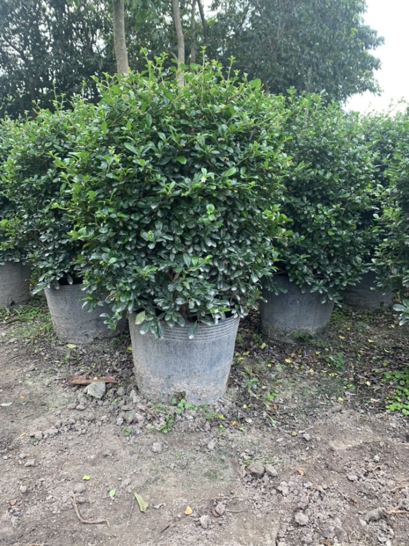 福建茶福建茶球苗木高度40-60cm