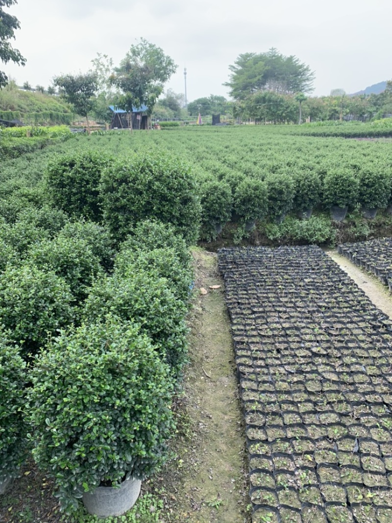 福建茶福建茶球苗木高度40-60cm