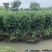 福建茶福建茶球苗木高度40-60cm