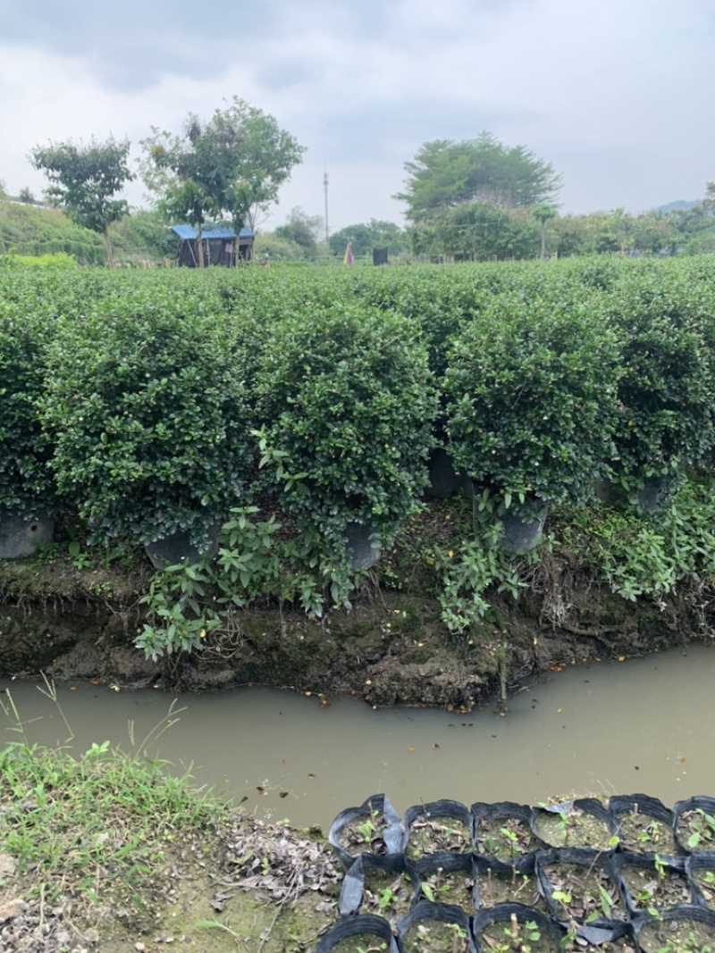 福建茶福建茶球苗木高度40-60cm
