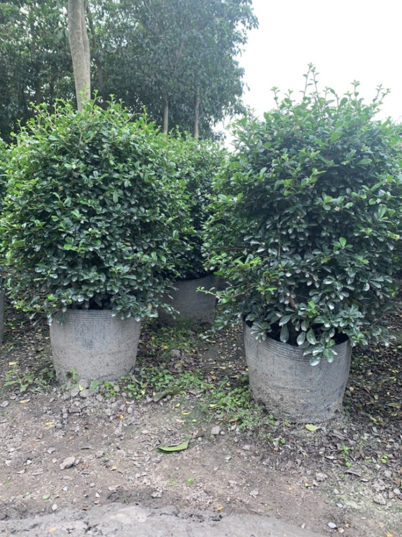 福建茶福建茶球苗木高度40-60cm