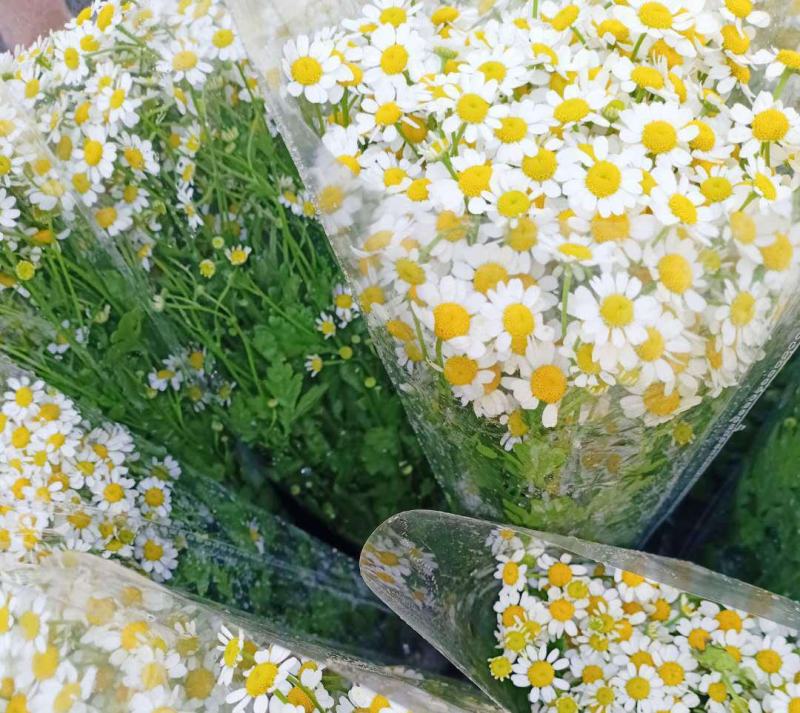 洋甘菊花种子小雏菊种子易爆盆四季开花易活花卉种子菊花种子