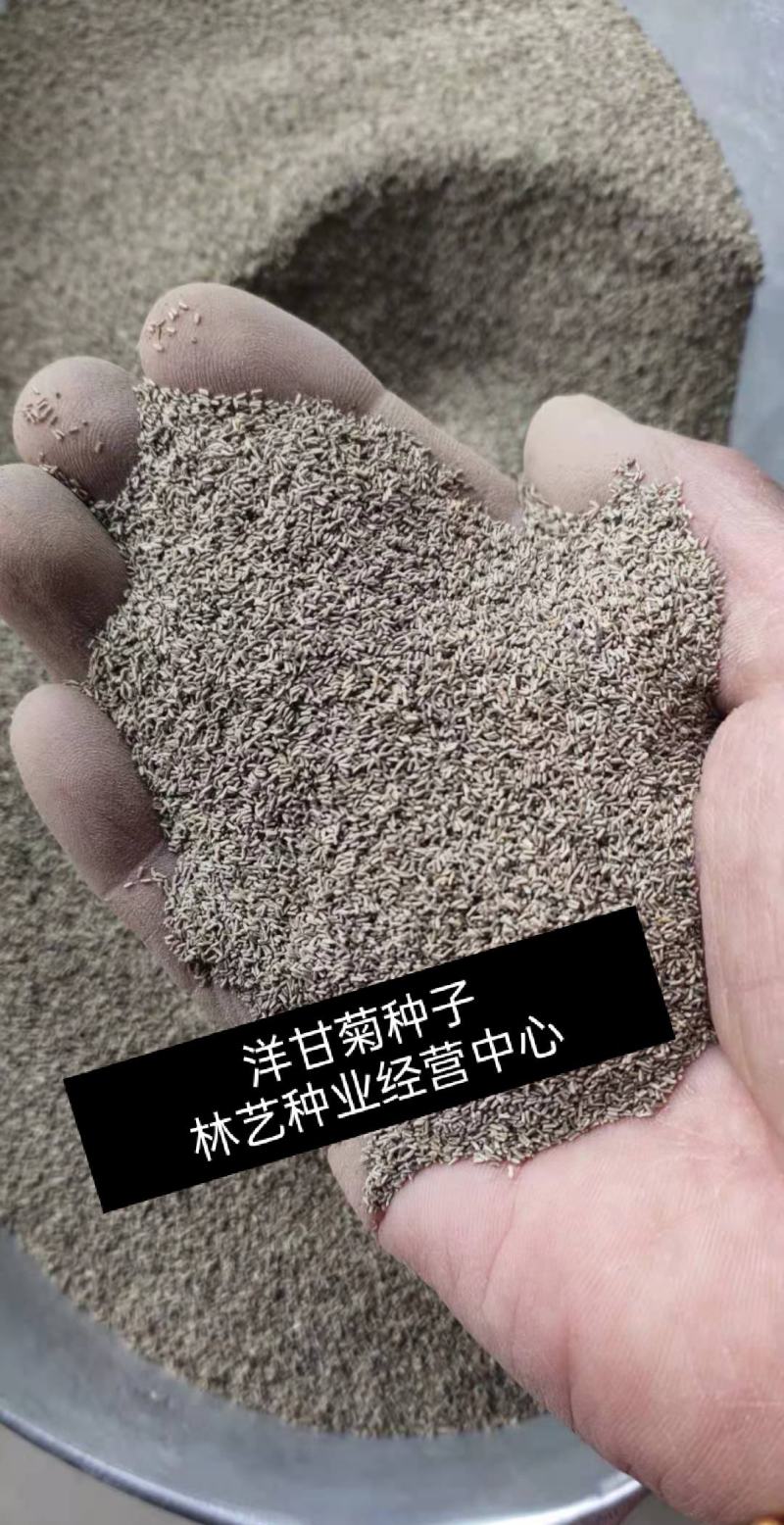 洋甘菊花种子小雏菊种子易爆盆四季开花易活花卉种子菊花种子