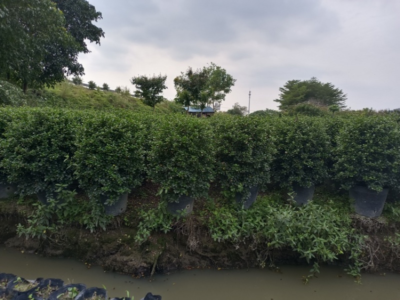福建茶福建茶球苗木高度40-60cm
