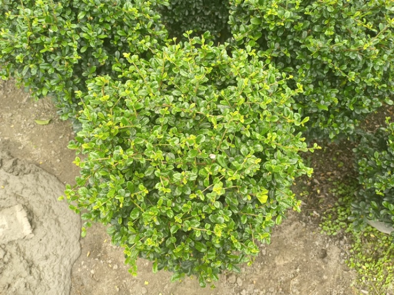 福建茶福建茶球苗木高度40-60cm