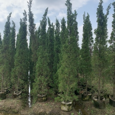 塔柏供应塔柏高度50-450cm塔松杯苗白布袋