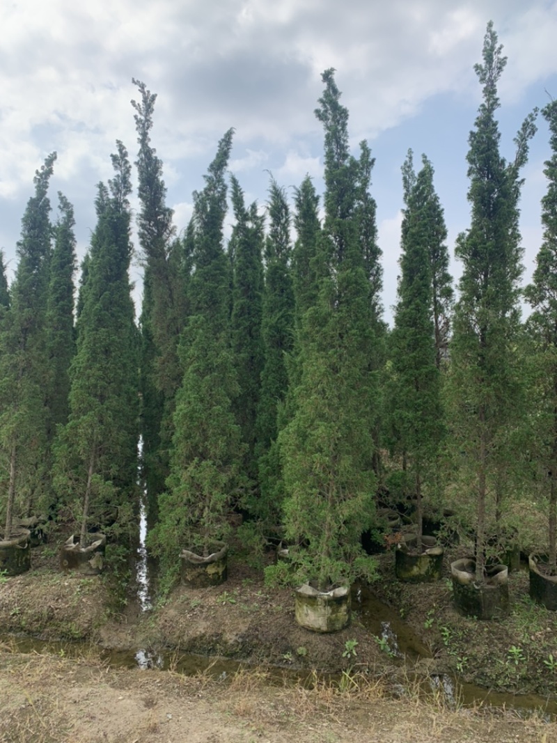 塔柏供应塔柏高度50-450cm塔松杯苗白布袋