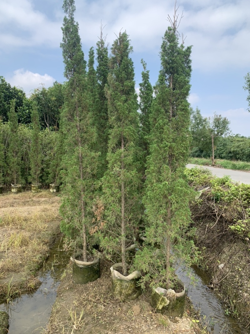 塔柏供应塔柏高度50-450cm塔松杯苗白布袋