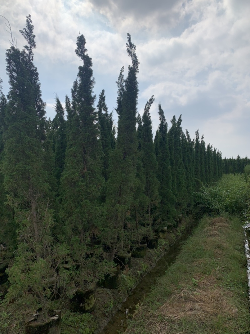 塔柏供应塔柏高度50-450cm塔松杯苗白布袋