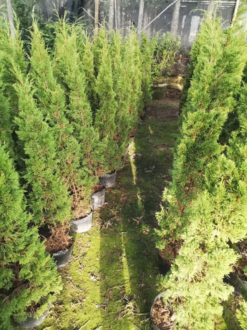 塔柏供应塔柏高度50-450cm塔松杯苗白布袋