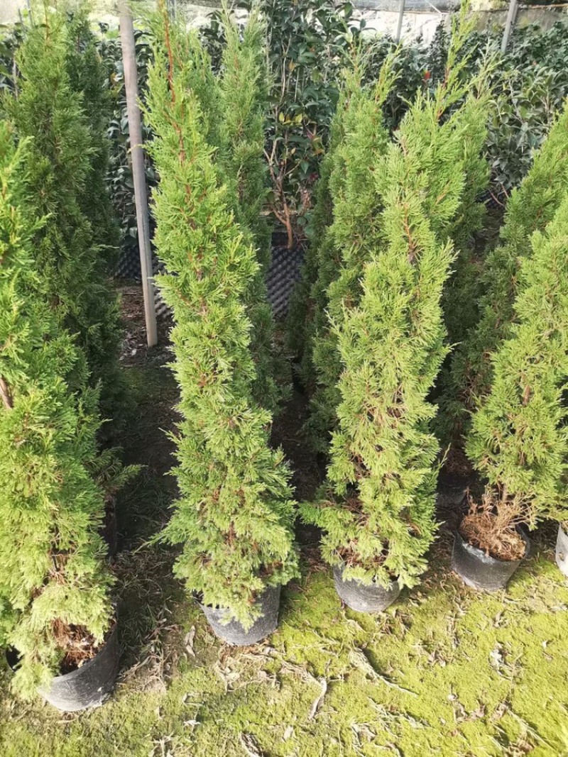 塔柏供应塔柏高度50-450cm塔松杯苗白布袋