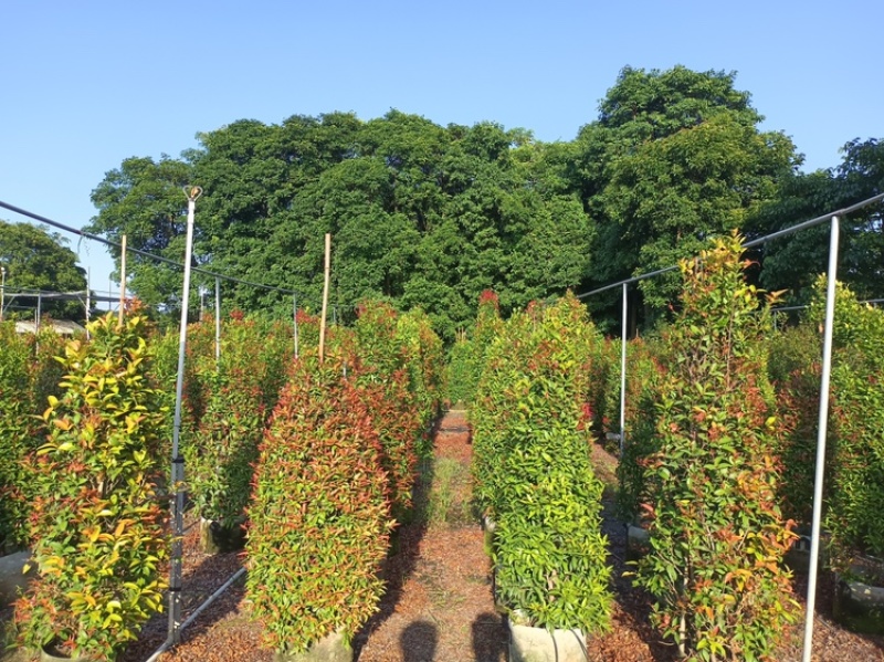 苗木红车供应红车鸿运当头球形柱形50-150