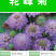 轮峰菊种子观花种籽国产散装四季多年生庭院观叶种孑