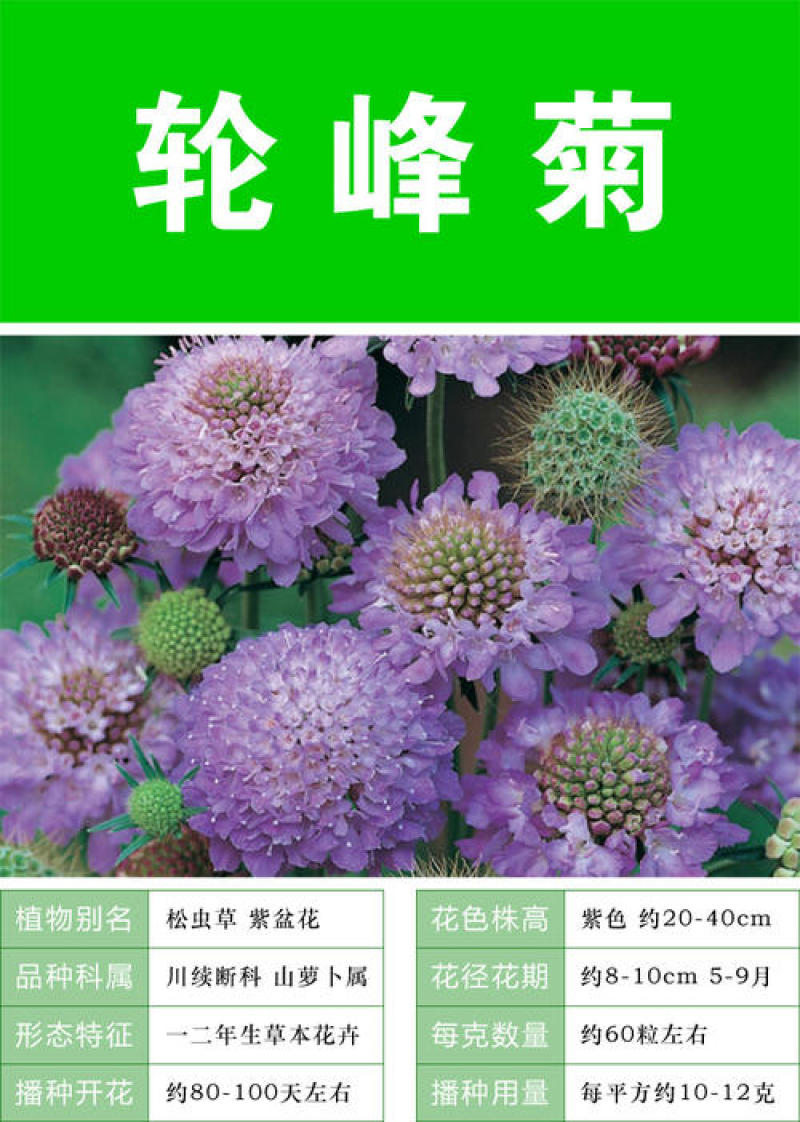 轮峰菊种子观花种籽国产散装四季多年生庭院观叶种孑