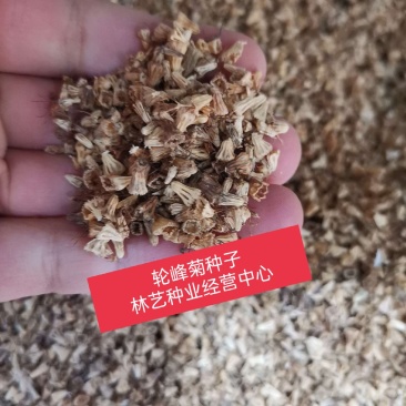 轮峰菊种子观花种籽国产散装四季多年生庭院观叶种孑