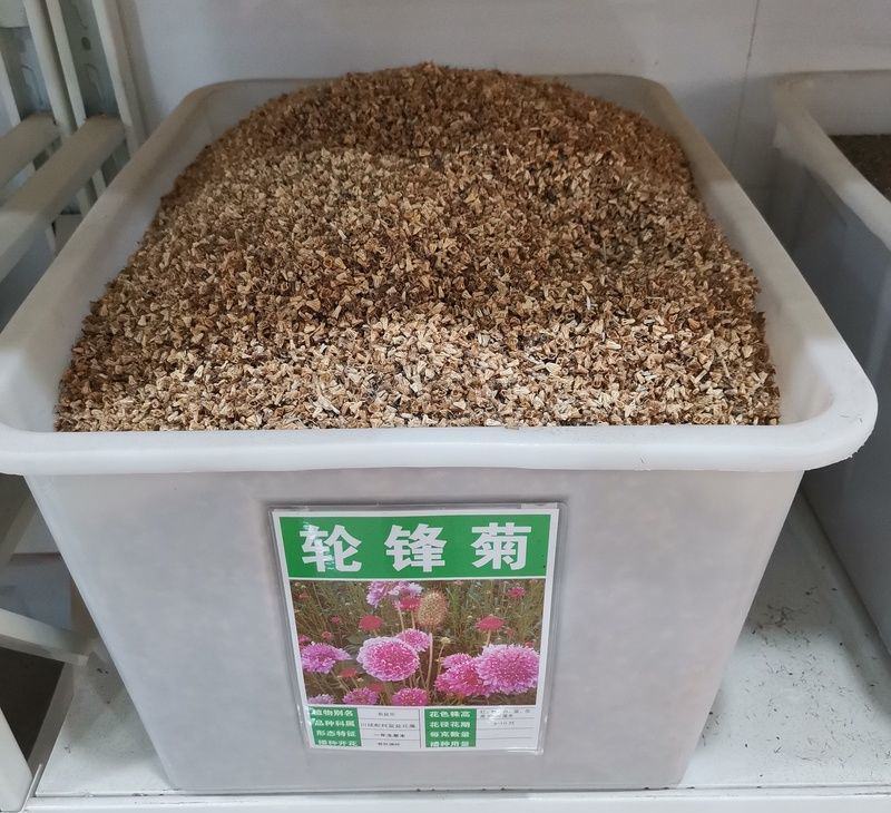 轮峰菊种子观花种籽国产散装四季多年生庭院观叶种孑