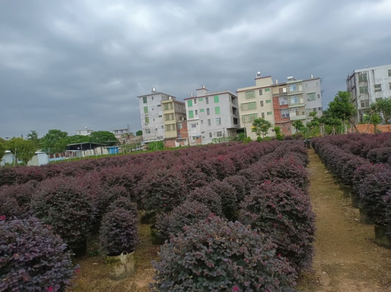 红继木，红花檵木、红梽木、球形红花继木袋苗