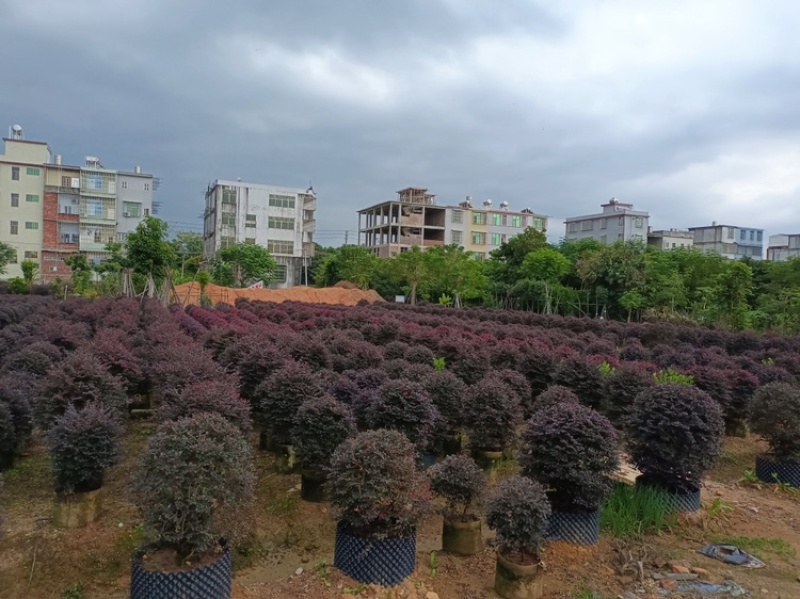 红继木，红花檵木、红梽木、球形红花继木袋苗