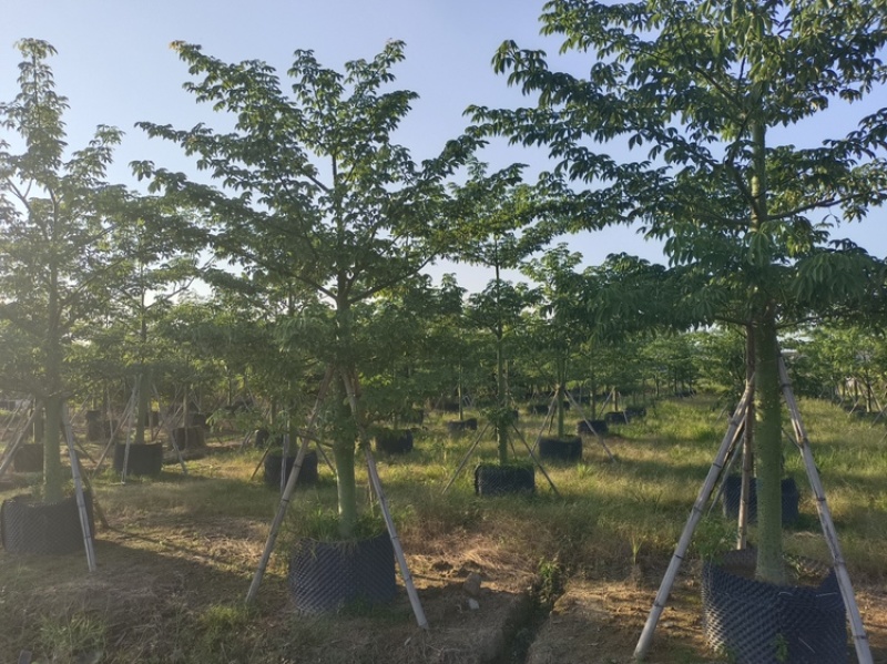 大腹木棉大福木棉树大腹木棉移植苗假植苗