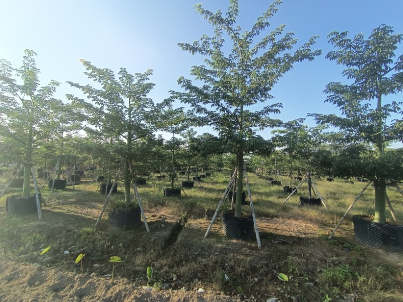 大腹木棉大福木棉树大腹木棉移植苗假植苗