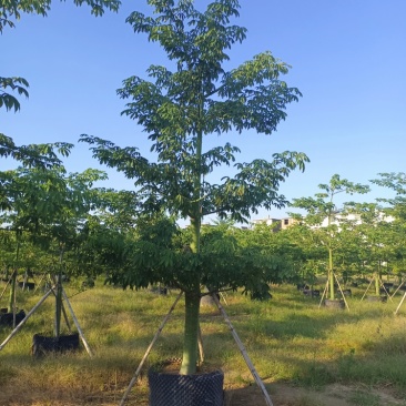 大腹木棉大福木棉树大腹木棉移植苗假植苗